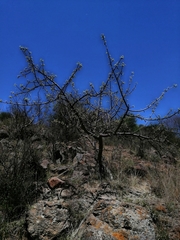 Bursera palmeri (Bursera palmeri)