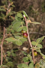 Bursera palmeri (Bursera palmeri)