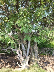 Bursera palmeri (Bursera palmeri)