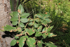 Bursera palmeri (Bursera palmeri)