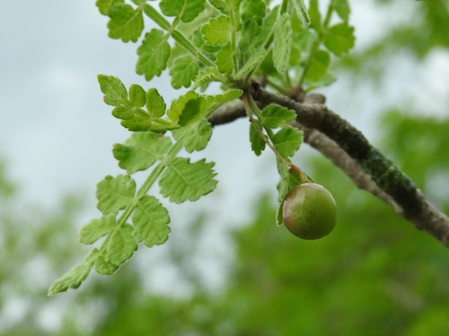Bursera ribana (Bursera ribana)