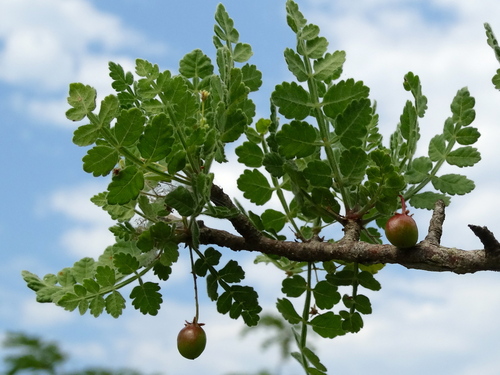 Bursera ribana (Bursera ribana)