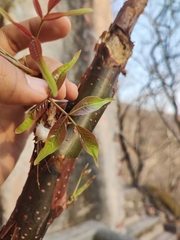 Bursera roseana (Bursera roseana)