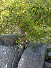 Bursera rupicola (Bursera rupicola)