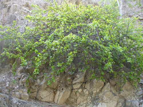 Bursera rupicola (Bursera rupicola)