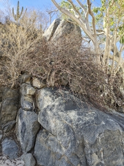Bursera rupicola (Bursera rupicola)
