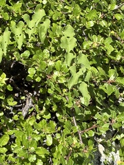 Bursera rupicola (Bursera rupicola)