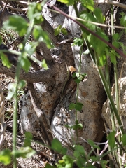 Bursera rupicola (Bursera rupicola)