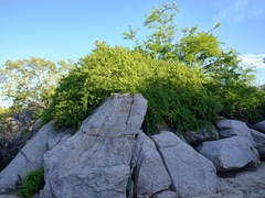 Bursera rupicola (Bursera rupicola)