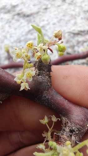 Bursera rupicola (Bursera rupicola)