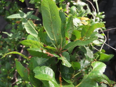 Bursera rupicola (Bursera rupicola)