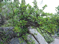 Bursera rupicola (Bursera rupicola)