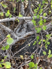 Bursera rupicola (Bursera rupicola)