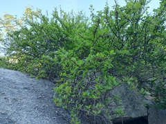 Bursera rupicola (Bursera rupicola)