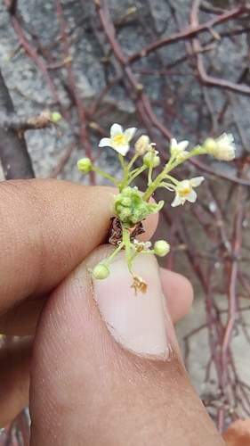 Bursera rupicola (Bursera rupicola)