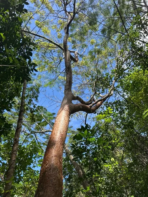 Gumbo limbo (Bursera simaruba)
