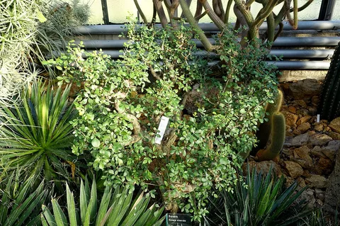 Gumbo limbo: Botanical specimen in Wilhelma Zoo - Stuttgart, Germany.