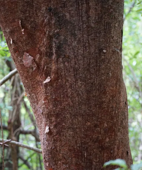 Gumbo limbo (Bursera simaruba)