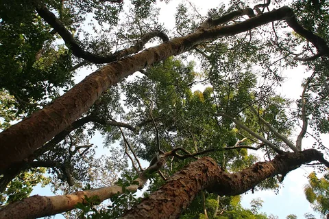 Gumbo limbo: Location taken: Fairchild Tropical Botanic Garden, Miami, FL USA. Names: Bursera simaruba var. yucatanensis Lundell, Almacigo, Amerikanischer Balsam, Bois De Go