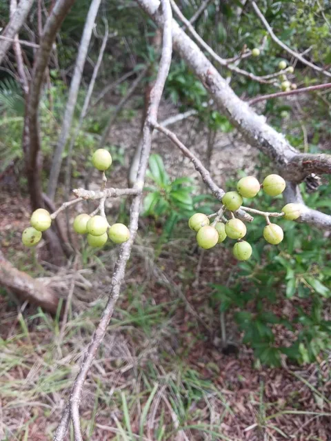 Gumbo limbo (Bursera simaruba)