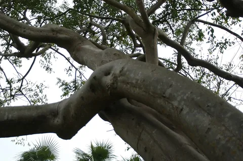 Gumbo limbo: Location taken: Fairchild Tropical Botanic Garden, Miami, FL USA. Names: Bursera simaruba var. yucatanensis Lundell, Almacigo, Amerikanischer Balsam, Bois De Go