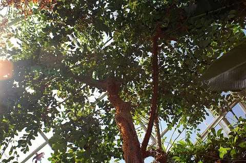 Gumbo limbo: Location taken: the New York Botanical Garden. Names: Bursera simaruba var. yucatanensis Lundell, Almacigo, Amerikanischer Balsam, Bois De Gommier Blanc, Dysent
