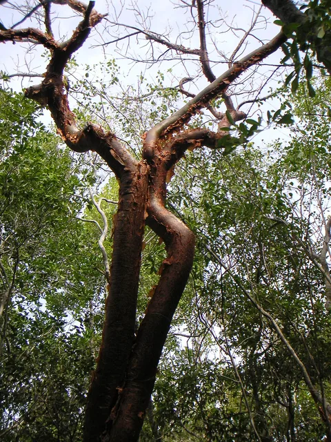 Gumbo limbo: Bursera simaruba