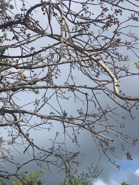 Gumbo limbo (Bursera simaruba)