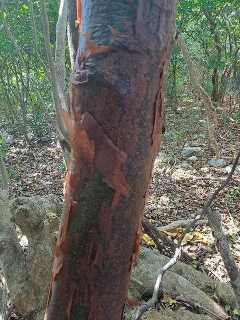 Gumbo limbo (Bursera simaruba)