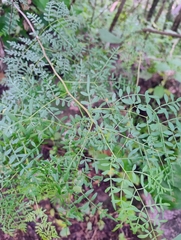 Bursera stenophylla (Bursera stenophylla)