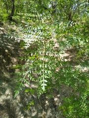 Bursera stenophylla (Bursera stenophylla)