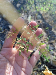 Bursera stenophylla (Bursera stenophylla)