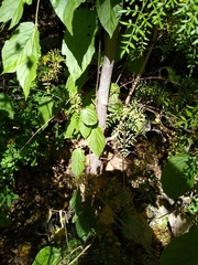 Bursera stenophylla (Bursera stenophylla)