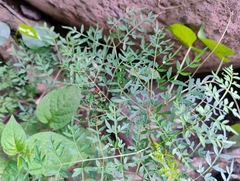Bursera stenophylla (Bursera stenophylla)