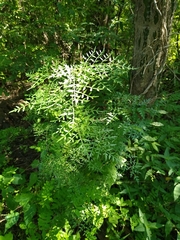 Bursera stenophylla (Bursera stenophylla)