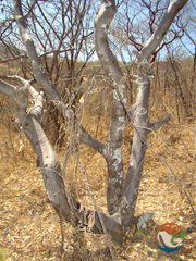 Bursera submoniliformis (Bursera submoniliformis)