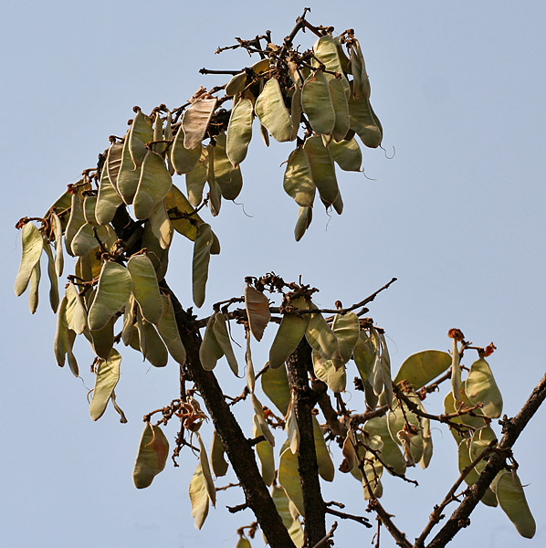 Bengal kino: Butea monosperma - Palash, Dhak, Flame of the Forest, Bengal kino, Bastartd teak, Tesu, Kesu, Parrot Tree or Khakharo/ Keshudo in Mahavir Harina Vanasthali Nati