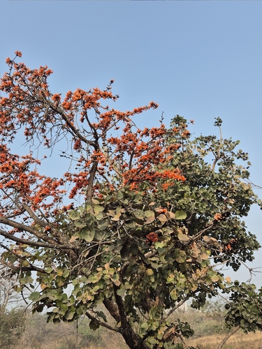 Bengal kino (Butea monosperma)
