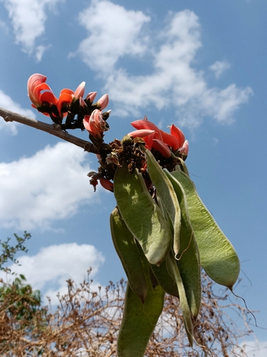 Bengal kino (Butea monosperma)