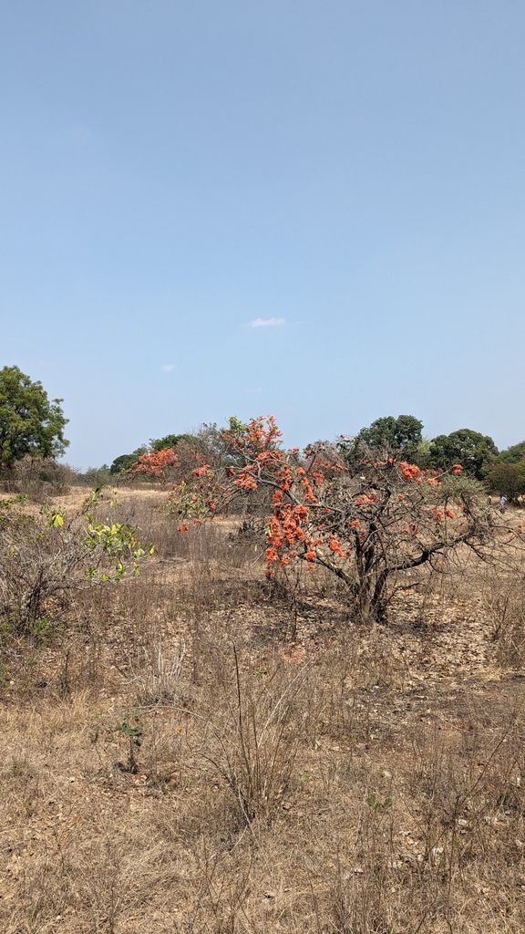 Bengal kino (Butea monosperma)