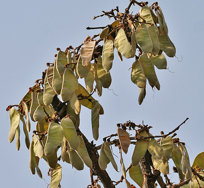 Bengal kino: Butea monosperma - Palash, Dhak, Flame of the Forest, Bengal kino, Bastartd teak, Tesu, Kesu, Parrot Tree or Khakharo/ Keshudo in Mahavir Harina Vanasthali Nati