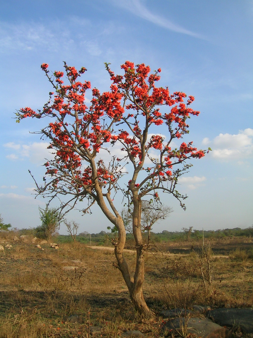 Bengal kino: Erythrina sp. tree in flower, Hessarghatta, Bangalore