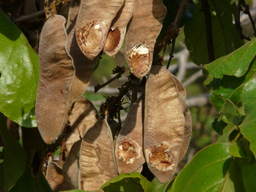 Bengal kino (Butea monosperma)