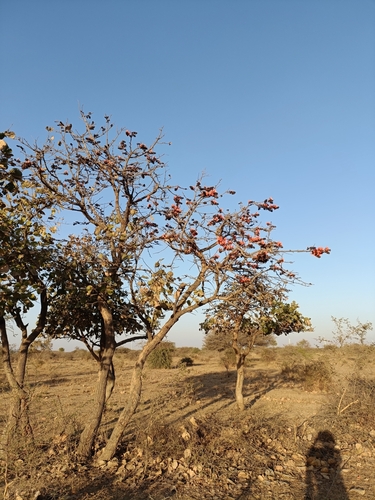 Bengal kino (Butea monosperma)