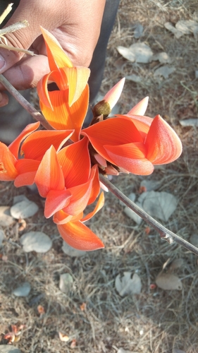 Bengal kino (Butea monosperma)