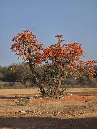 Bengal kino (Butea monosperma)