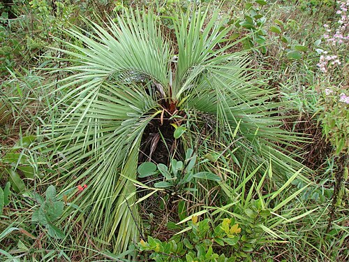 Dwarf jelly palm: Butia archeri - ARECACEAE Parque Olhos D'Água - Brasília - Distrito Federal - Brasil.