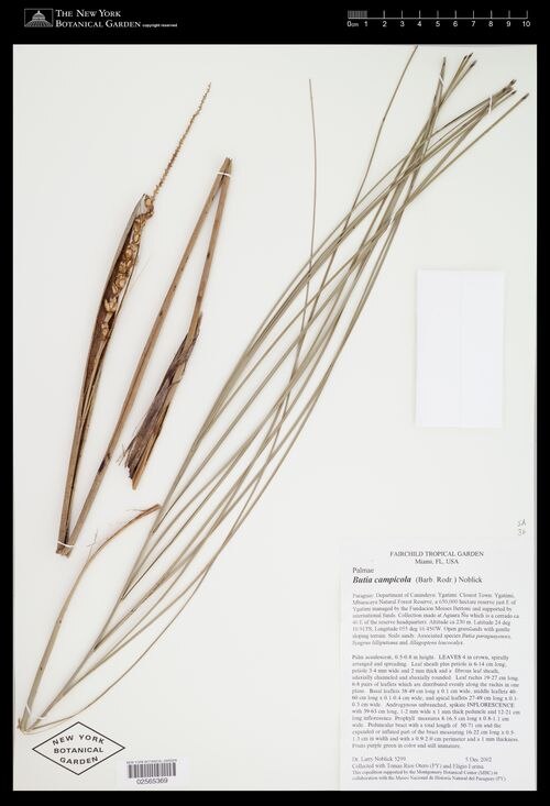 Butia campicola: Preserved specimen of Butia campicola, from Paraguay, Canindeyú. Collected 2002. Held by New York Botanical Garden. Specimen details: http://sweetgum.nybg.org/s
