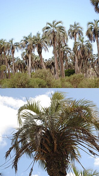 South American jelly palm: Butia capitata . Arecaceae. Fotos tomadas al margen de la Cañada del Paso del Bañado cerca a la Laguna Negra en la Ruta 16, Palmares de Castillos, departamento 