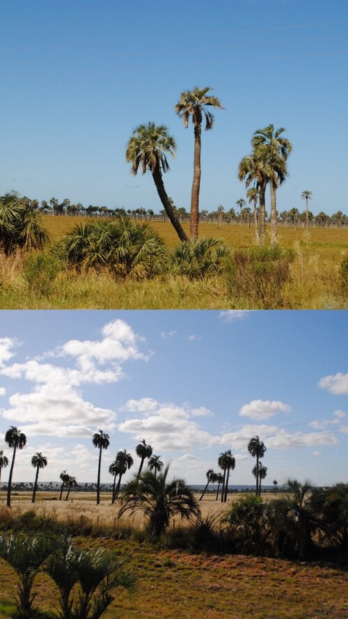 South American jelly palm: Butia capitata . Arecaceae. Fotos tomadas al margen de la Cañada del Paso del Bañado cerca a la Laguna Negra en la Ruta 16, Palmares de Castillos, departamento 
